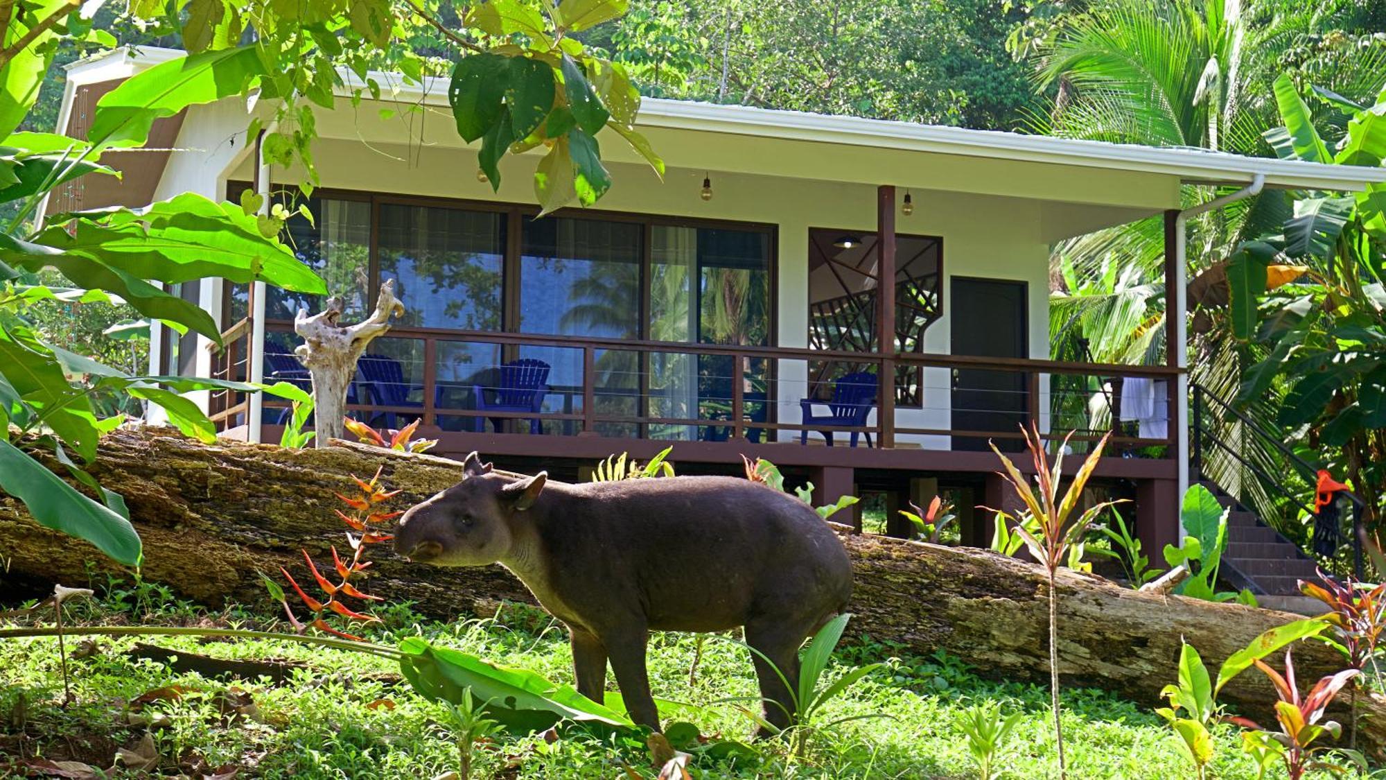 Villa Eden Corcovado San Pedrillo Exterior foto